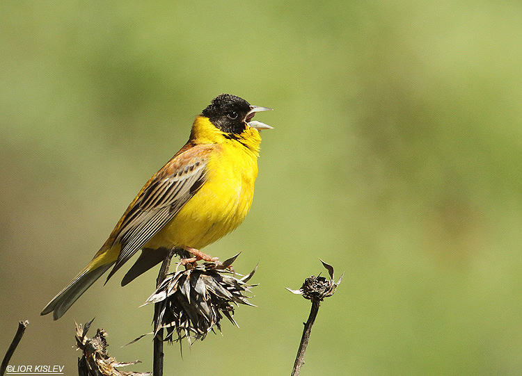  Black-headed Bunting Emberiza melanocephala    Bacha valley ,Golan 03-05-11 Lior Kislev